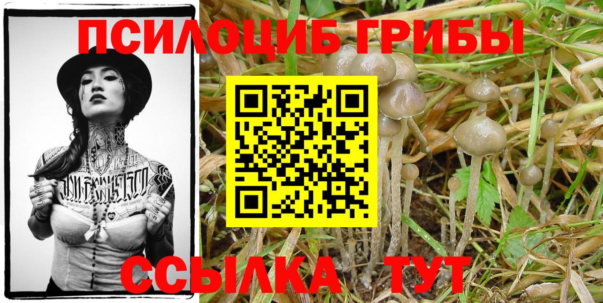 Псилоцибиновые грибы MAGIC MUSHROOMS  Псилоцибиновые грибы GOLDEN TEACHER  Моздок  Вход с VPN 